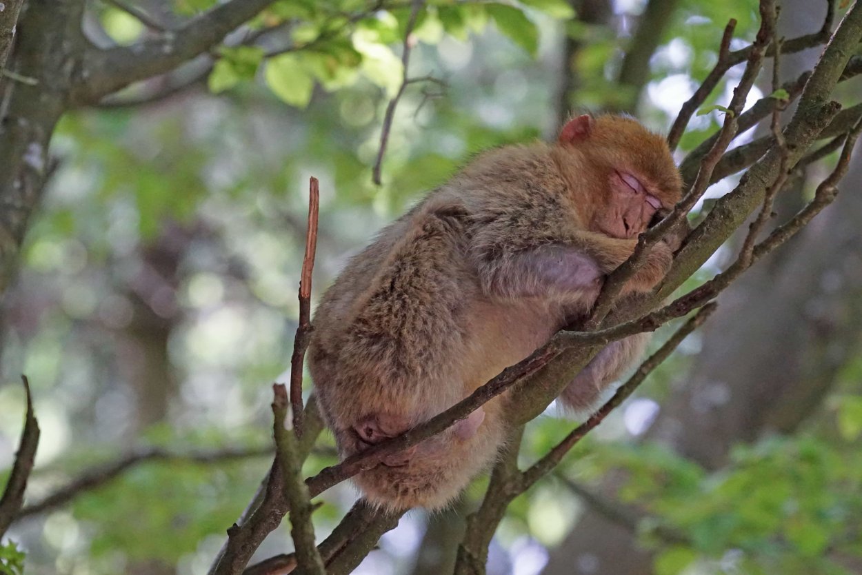 Животные которые живут на деревьях