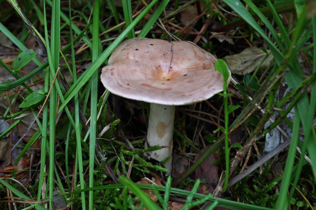 Млечник гриб Гладыш