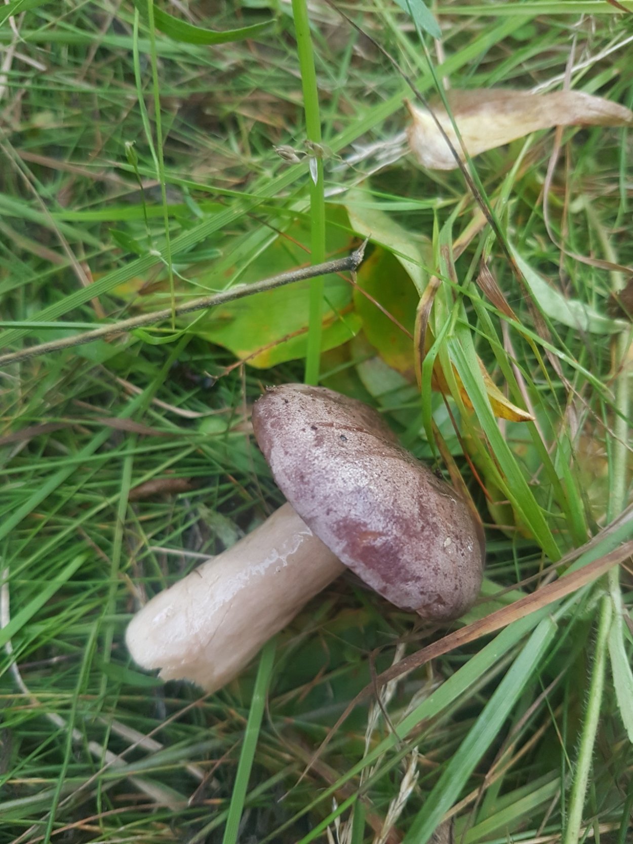 Млечник гриб, Гладыш гриб