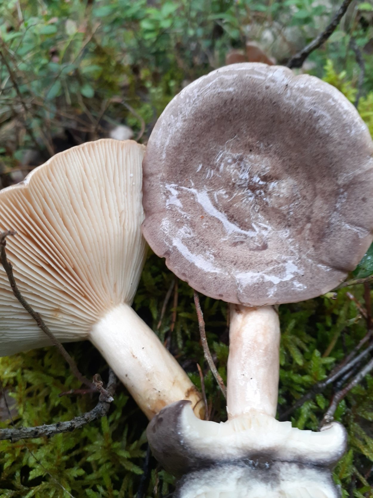 Млечник гриб, Гладыш гриб