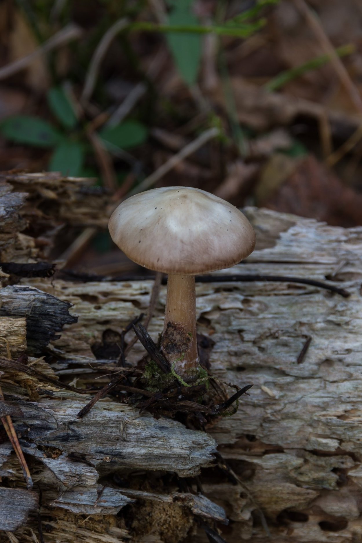 Грибная энциклопедия. Определитель грибов