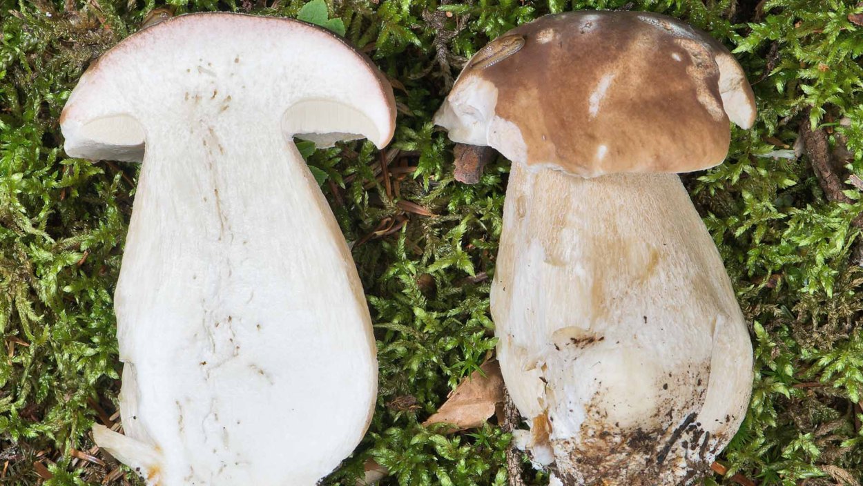 Млечник гриб Гладыш