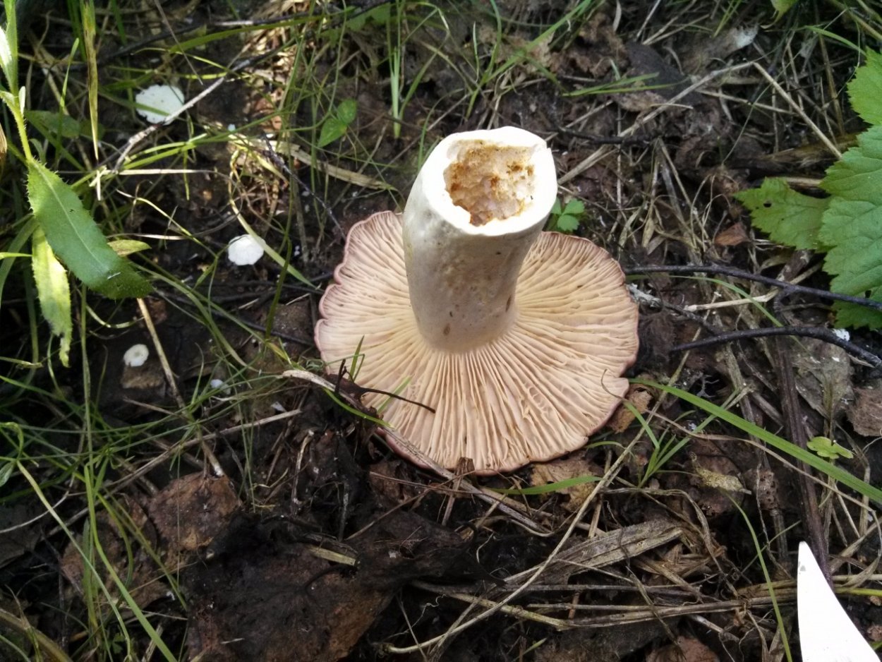 Млечник гриб, Гладыш гриб