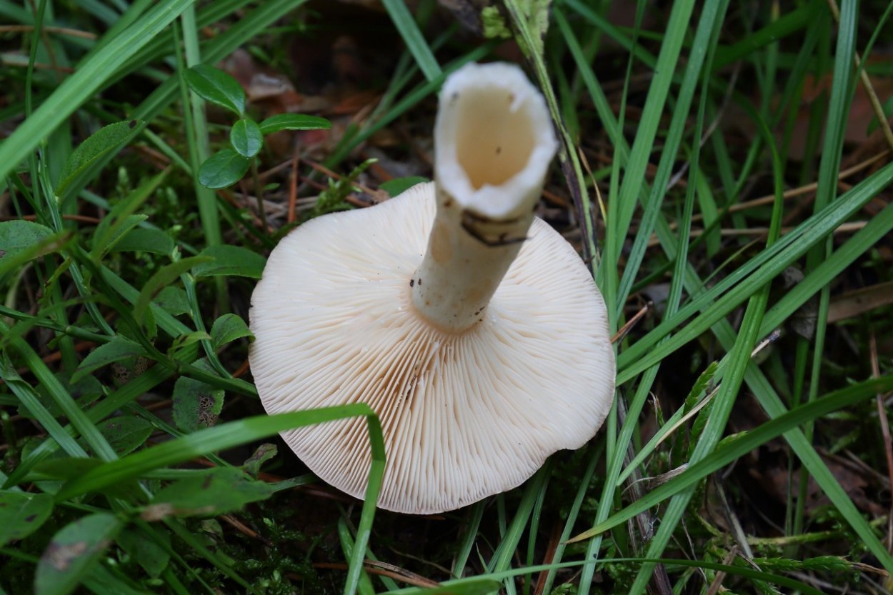 Млечник Сосновый