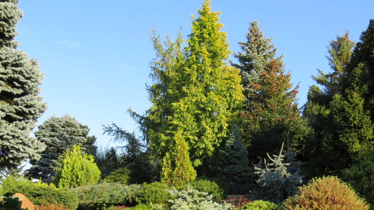 Пихта Кипарис