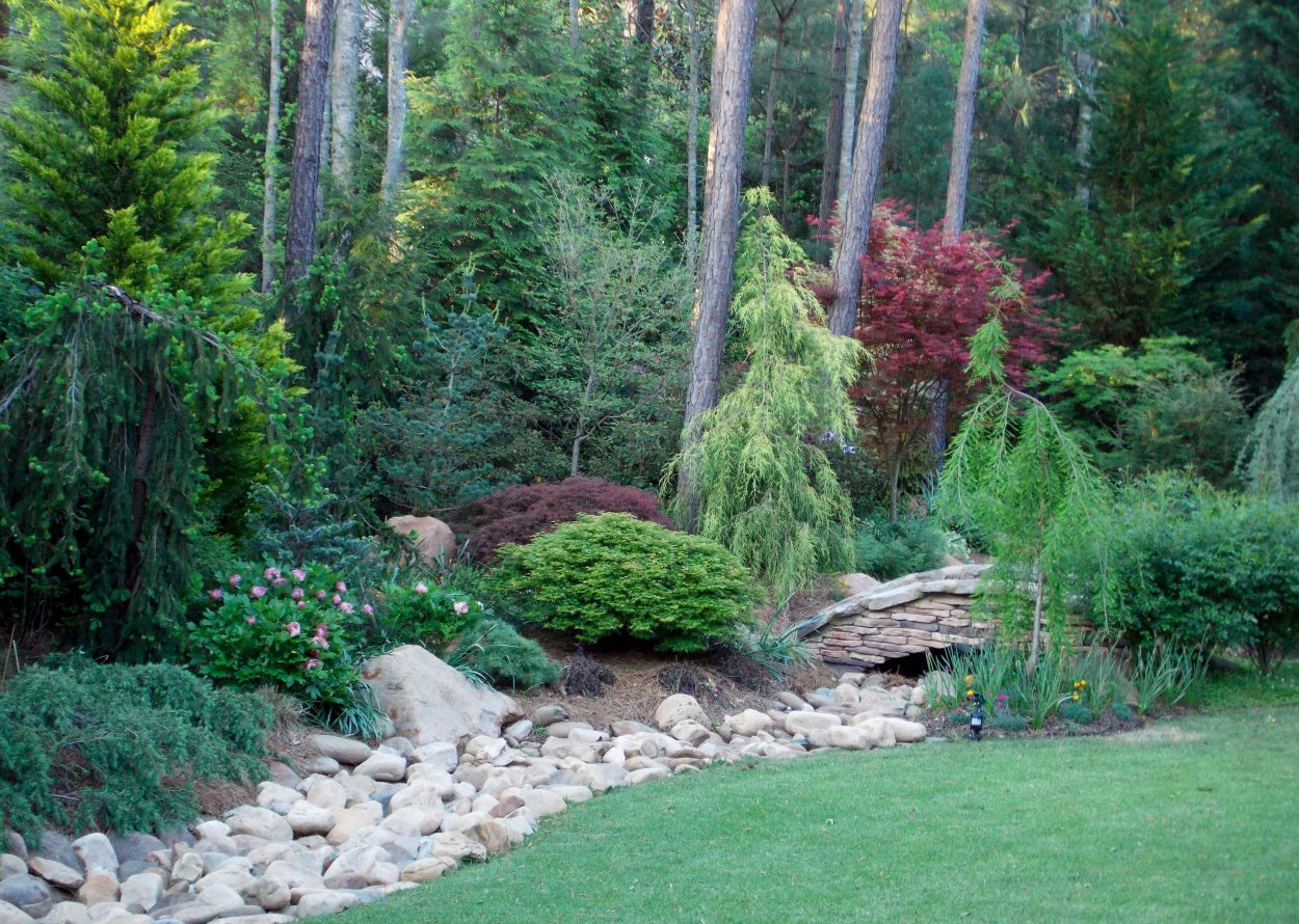 Хвойники в Лесном ландшафте