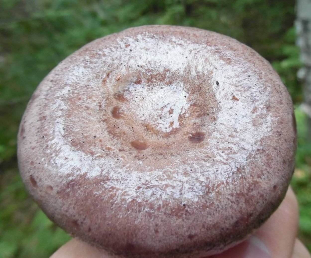 Горянка гриб съедобный