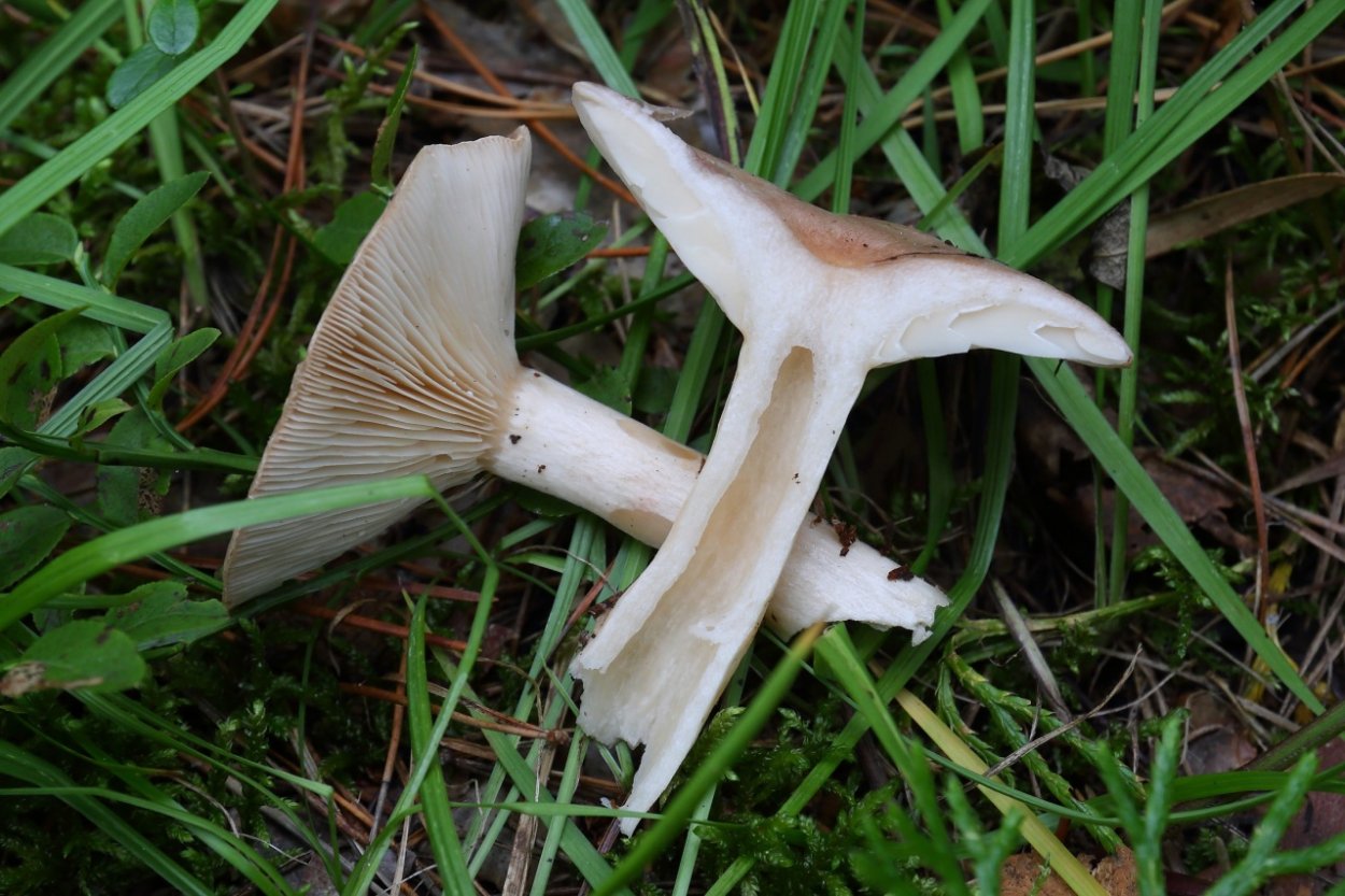 Млечник гриб серушка