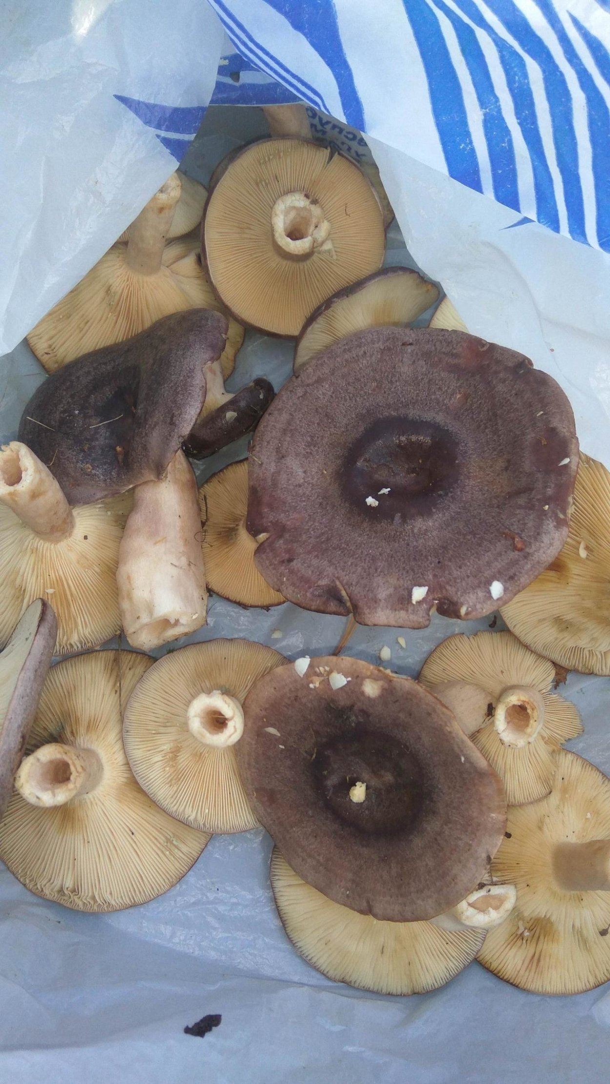 Гриб моховик фото