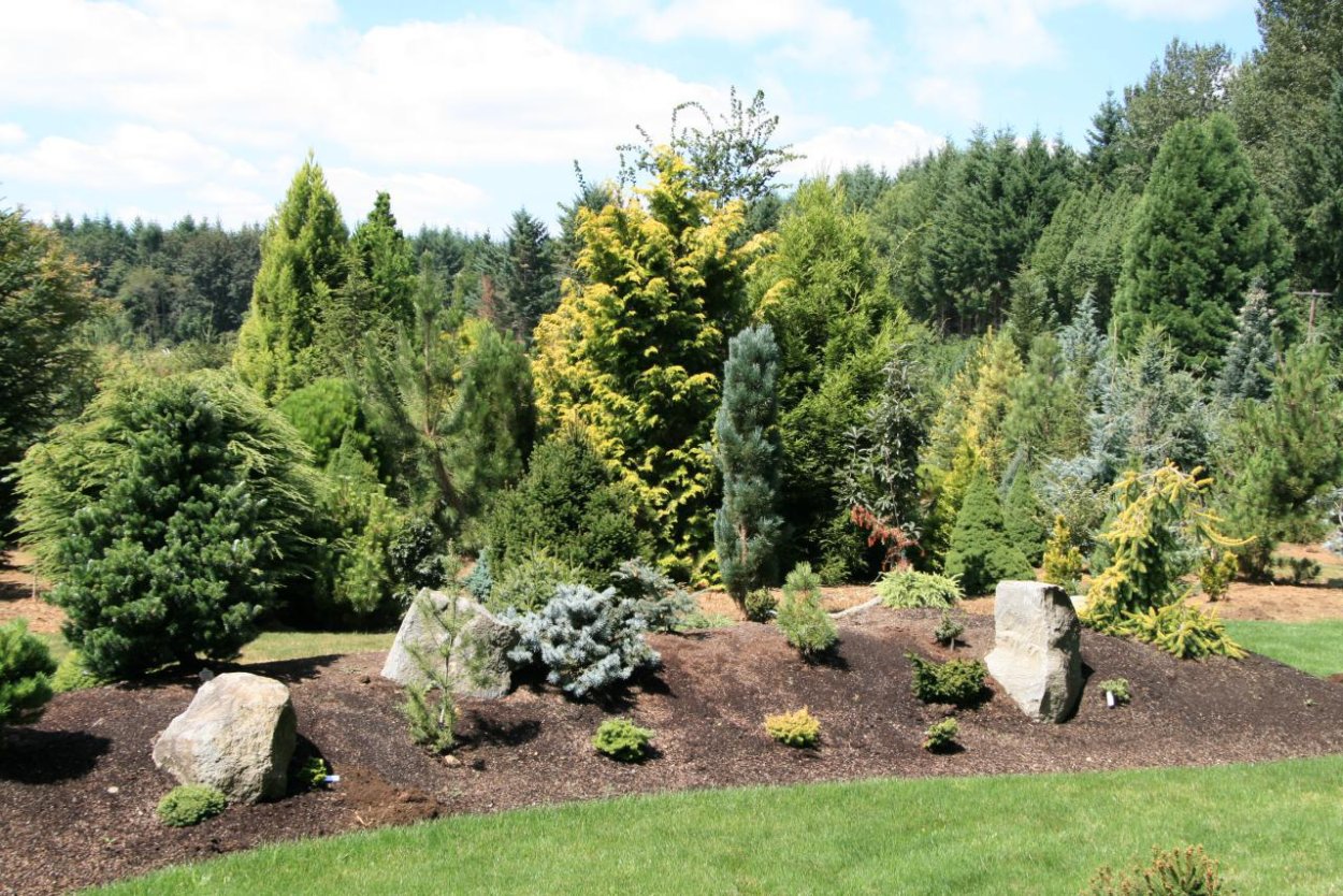 Лиственница Сибирская в ландшафте