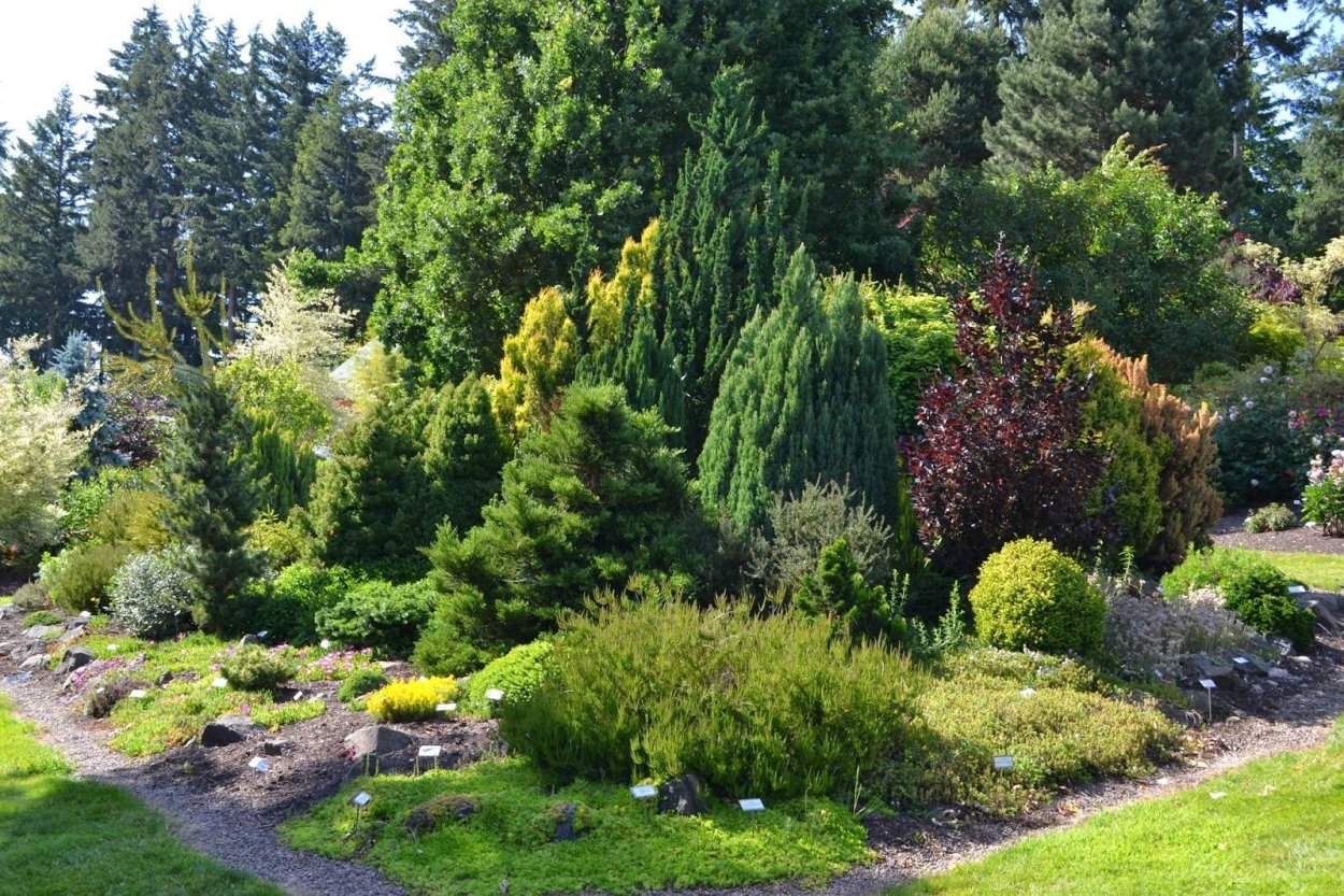 Хвойный сад Евгения Тарасова