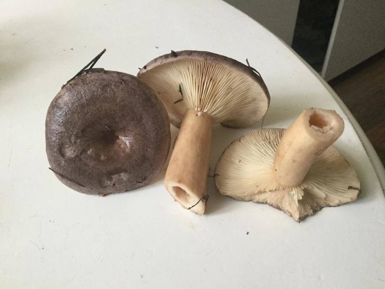 Млечник гриб серушка