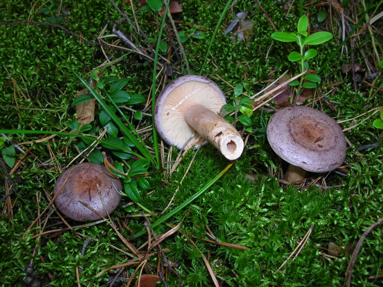 Leccinum melaneum