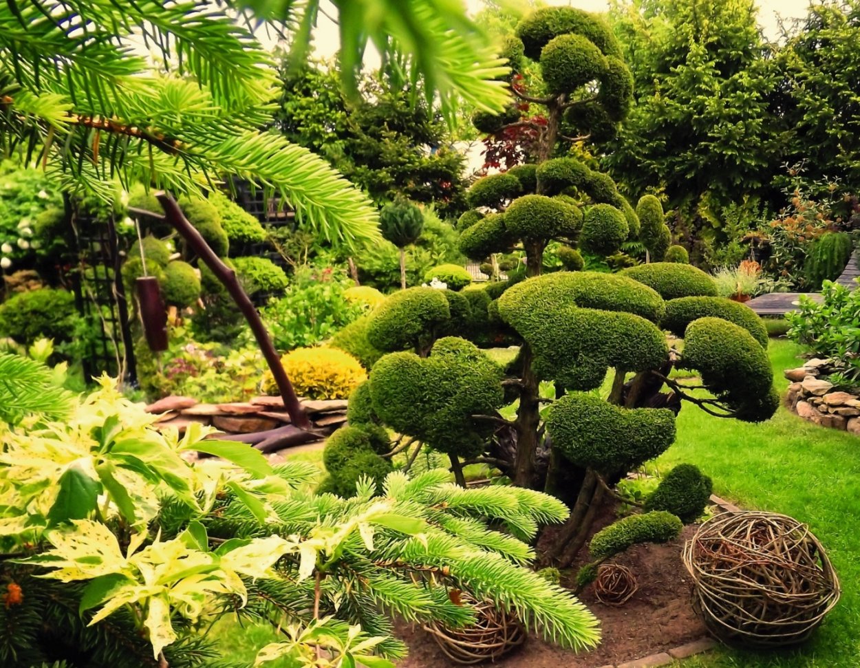 Ива Нана ниваки