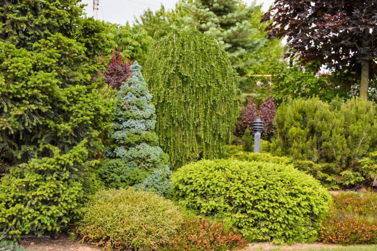 Можжевельник Инверса