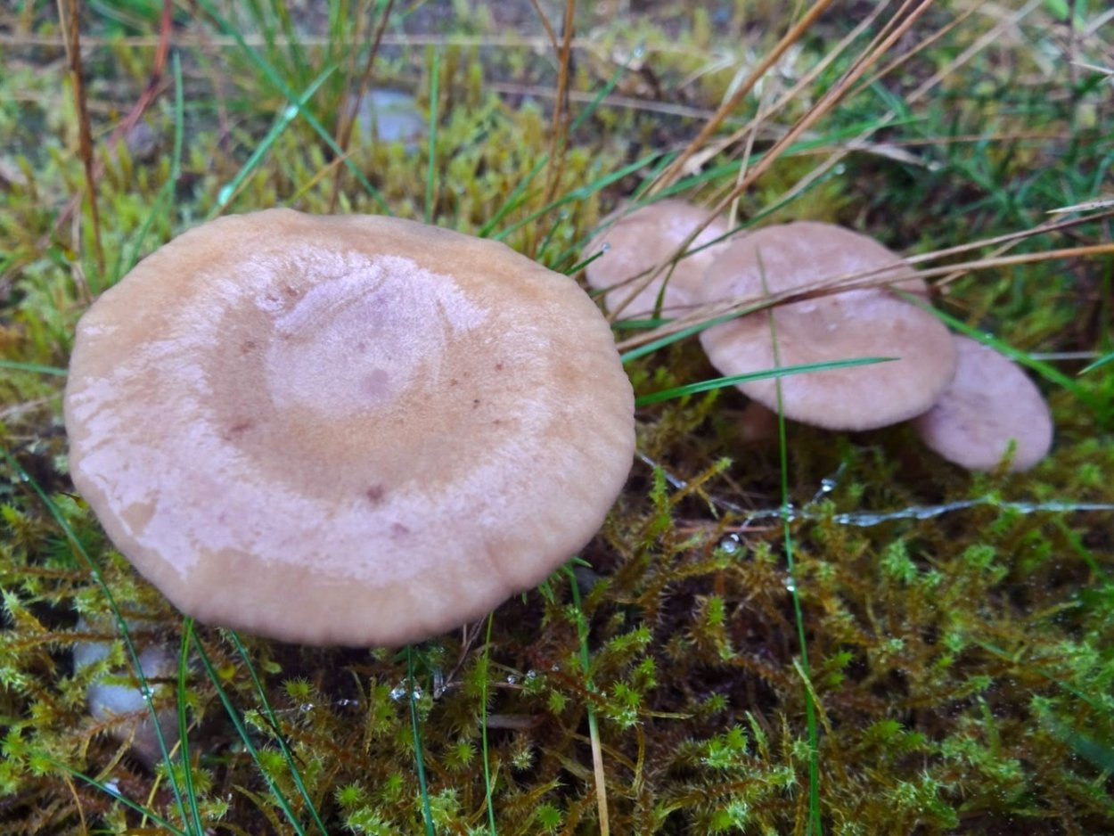 Млечник гриб серушка