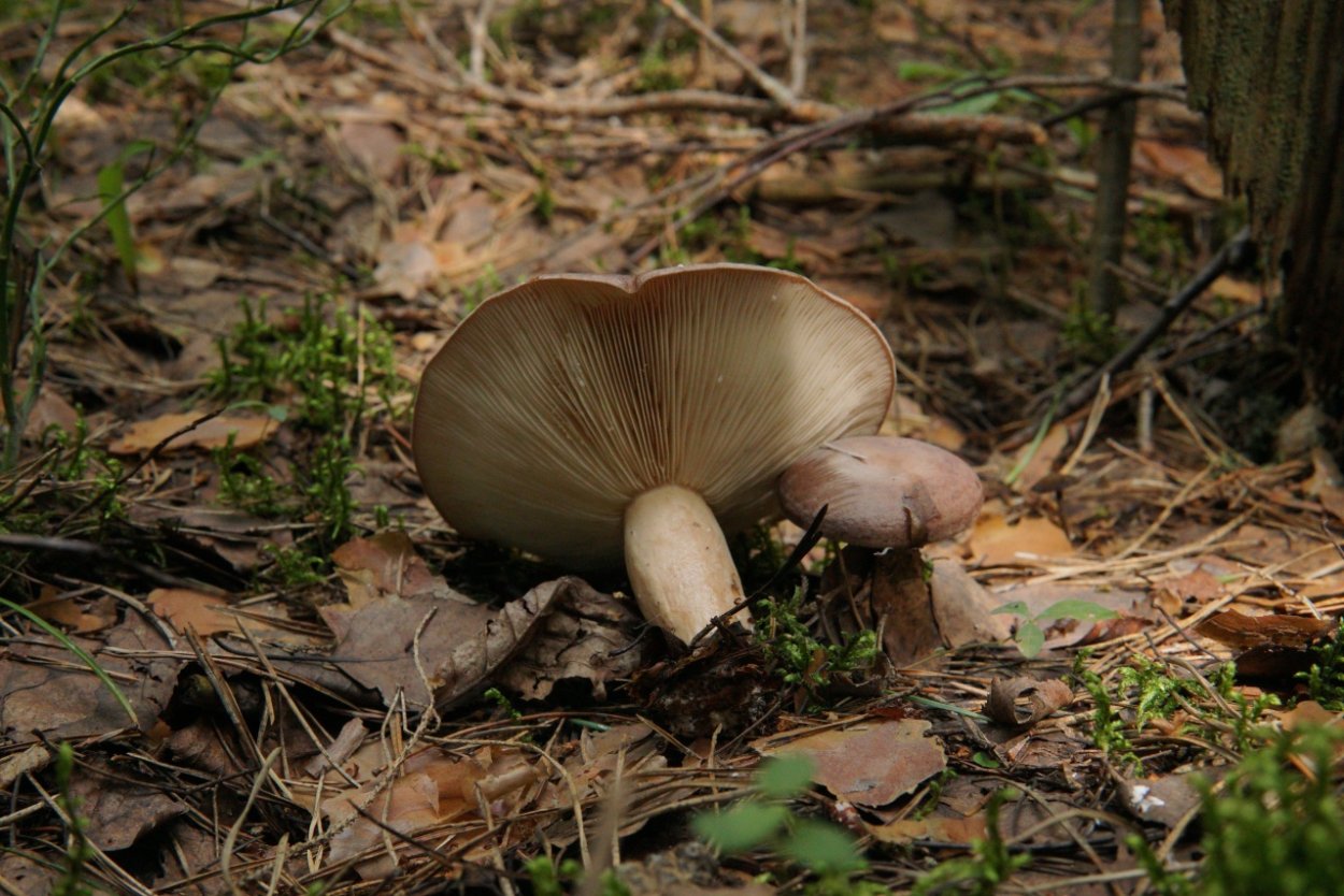 Млечник гриб Гладыш