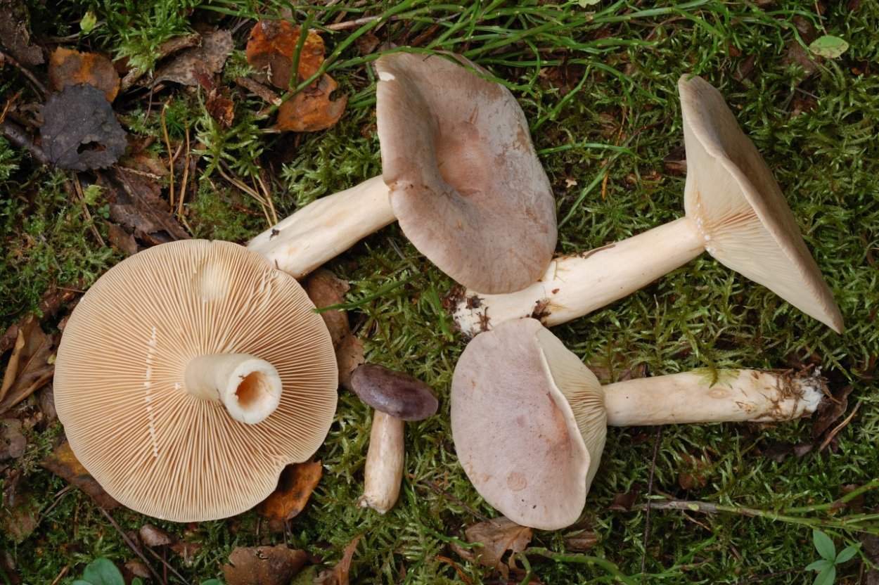 Млечник гриб Гладыш