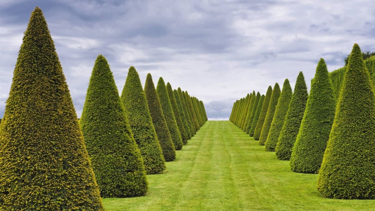 Топиарная стрижка пирамида