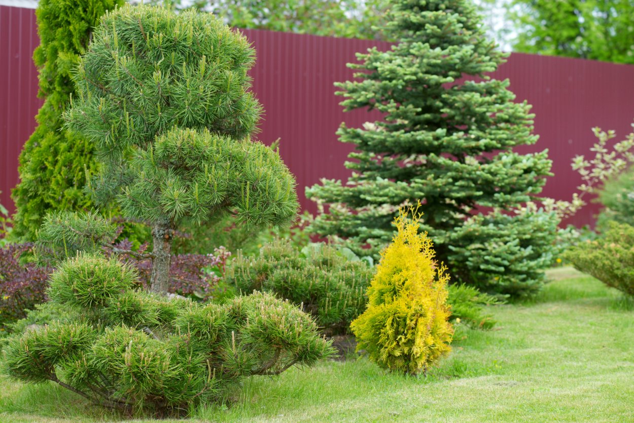 Хвойные вариегатные