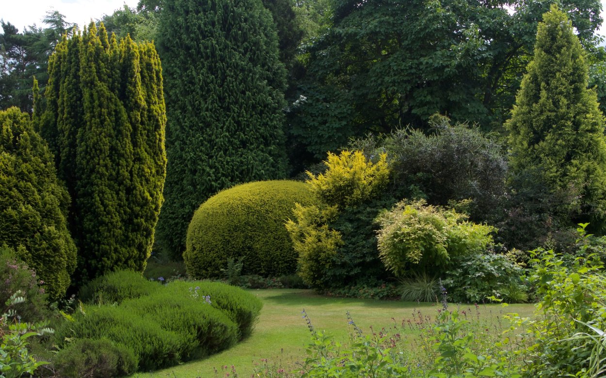 Листопадный куст в хвойный сад