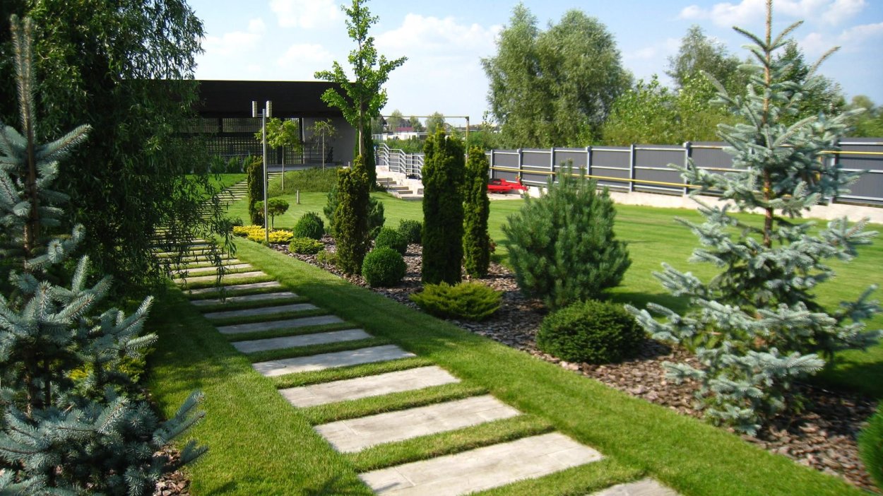 Хвойники вдоль дорожки