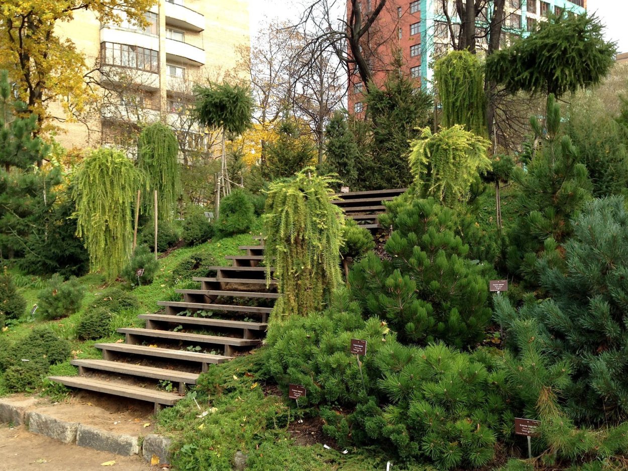 Хвойные горки Аптекарский огород