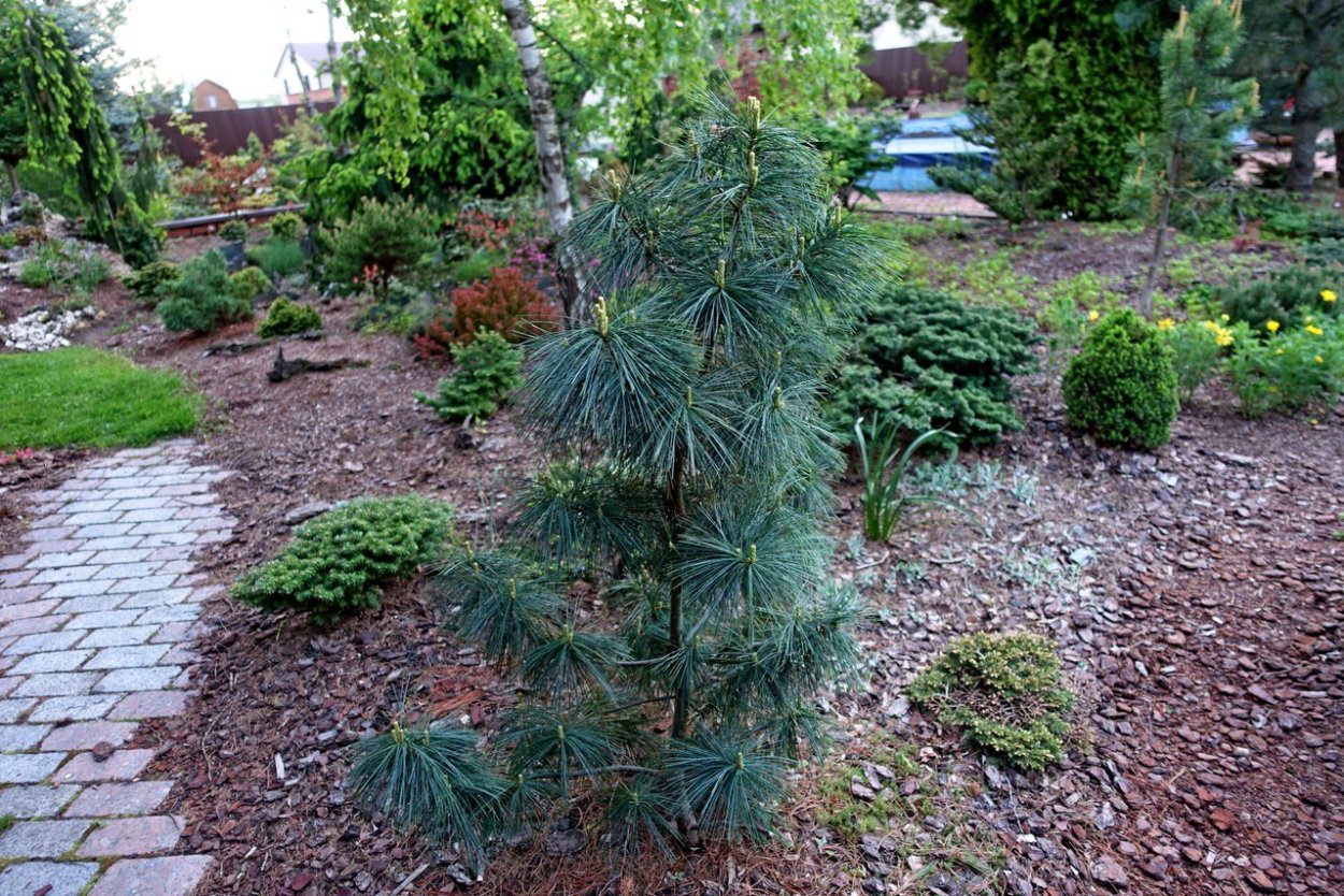 Pinus Ponderosa Richard Bush