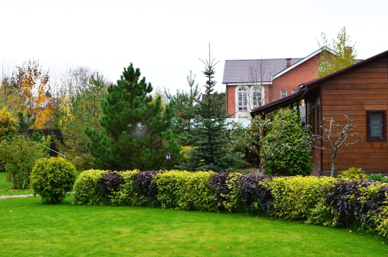 Пузыреплодник туя изгородь