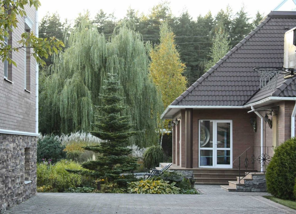 Сосна в ландшафте загородном доме
