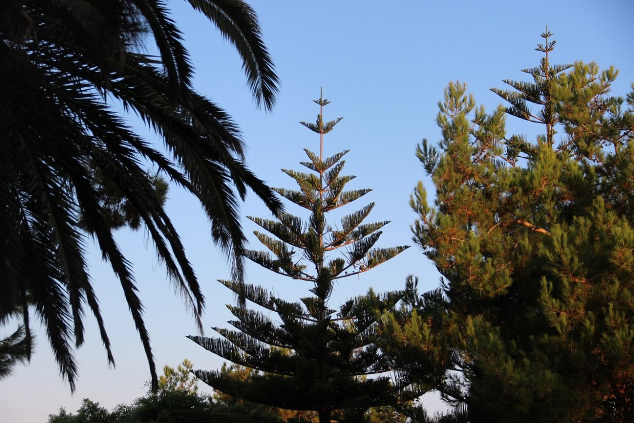 Араукария на Крите