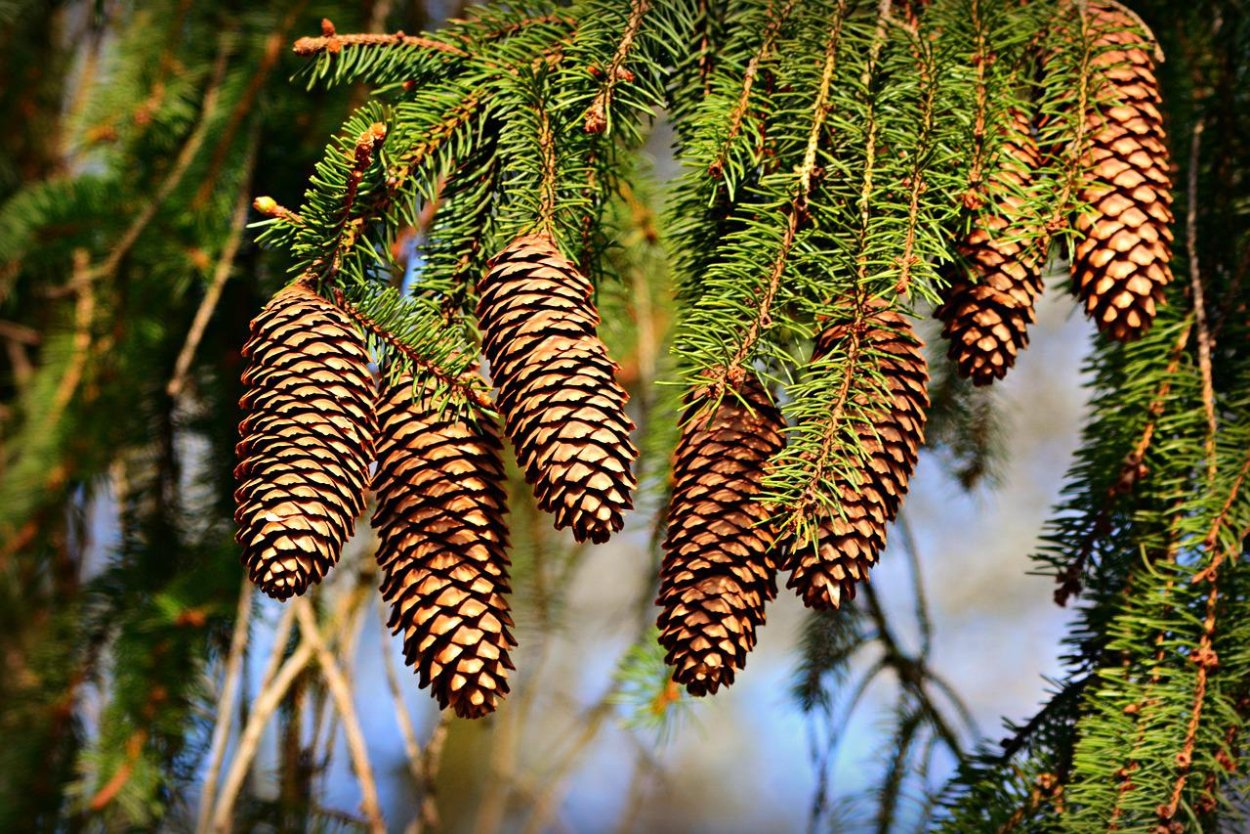 Хвойное дерево конус
