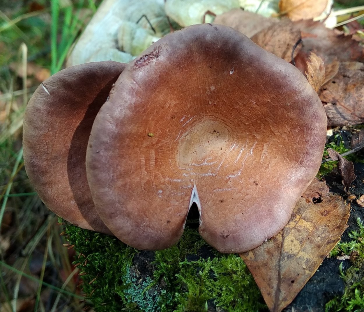 Трутовик Пилолистник