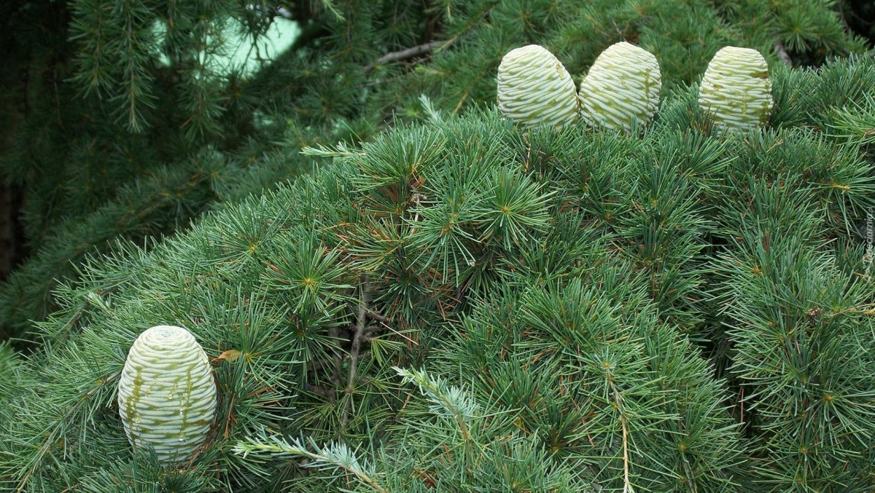 Сосна Монтесумы шишки