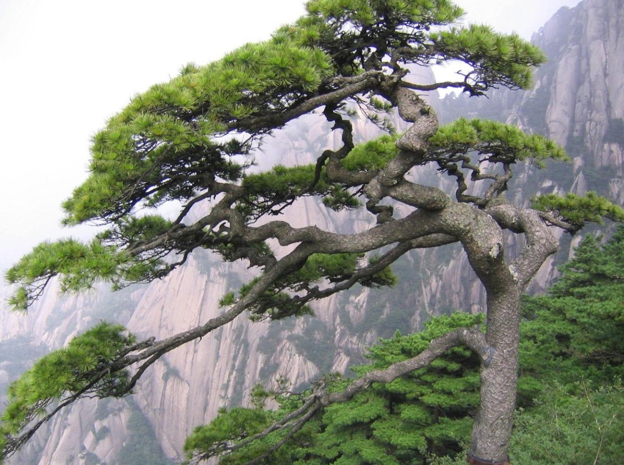 Хуаншань сосна бонсай
