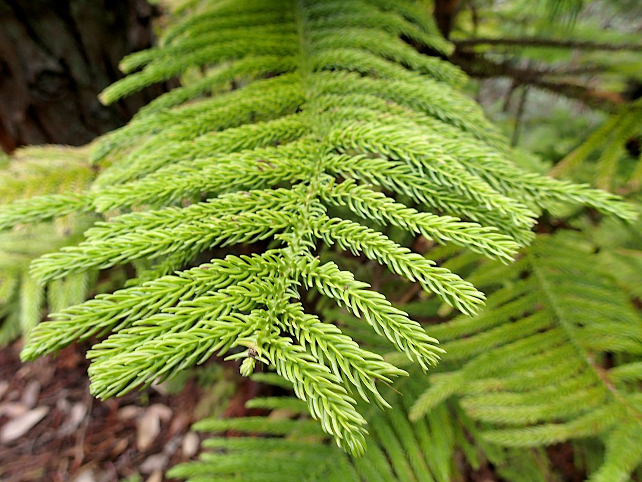 Папоротник Кипарис