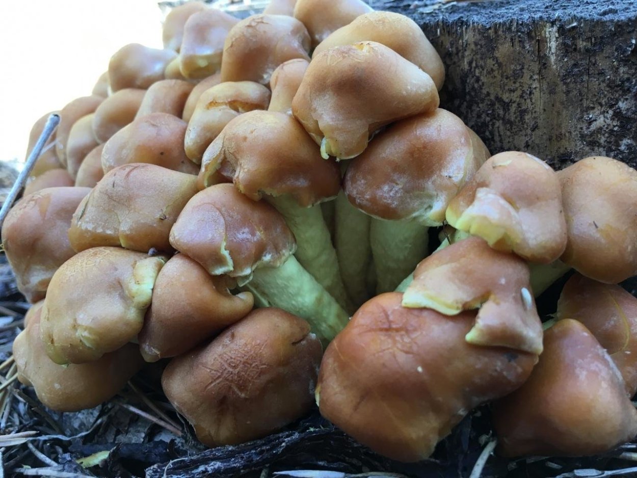 Дубовик свинушки