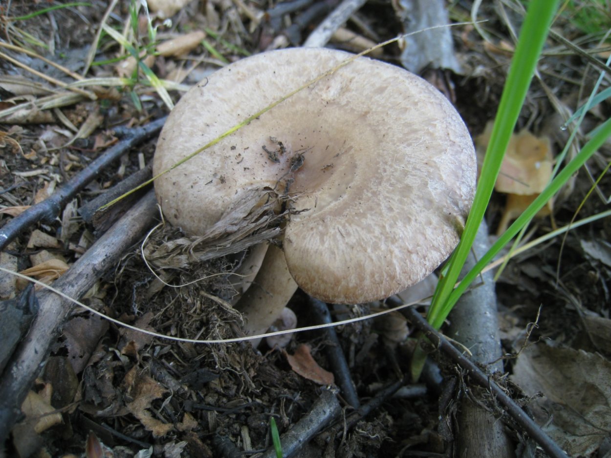 Гриб свинушка серая