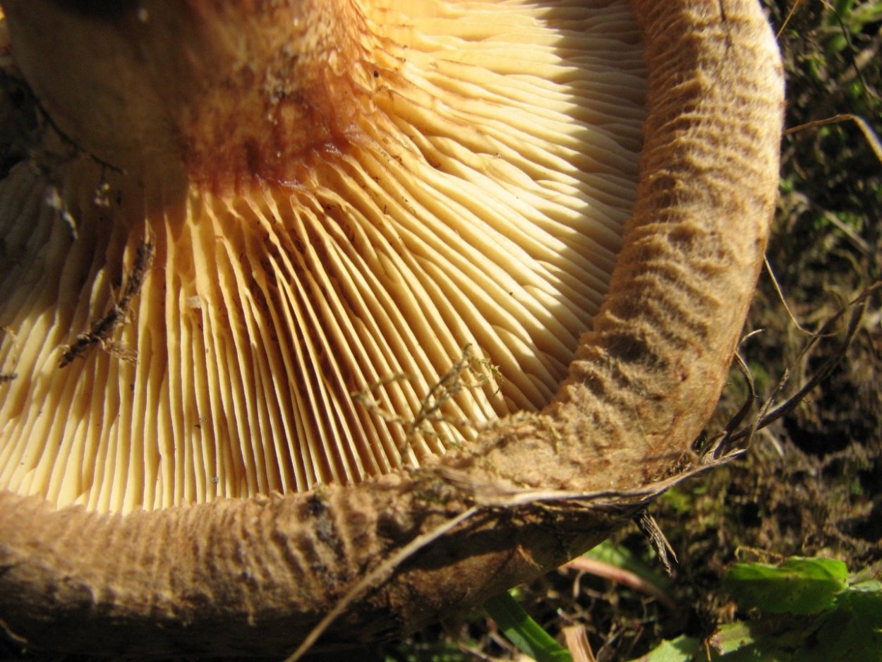 Коровьи губы грибы или свинушки