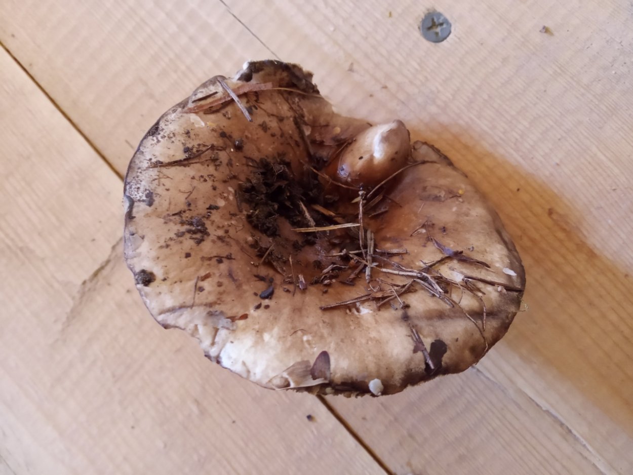 Подосиновик окрашенноногий