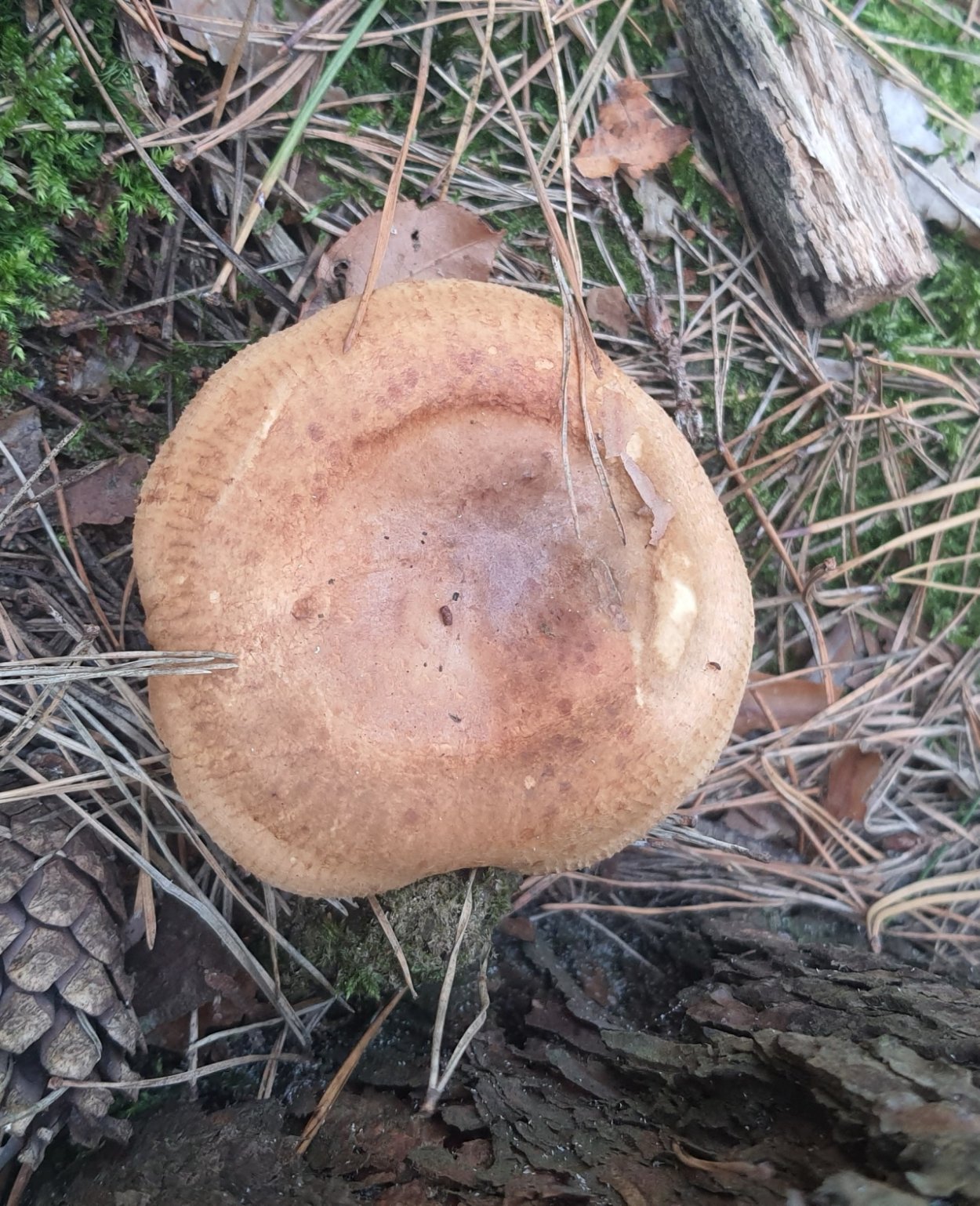 Грибы пецица изменчивая