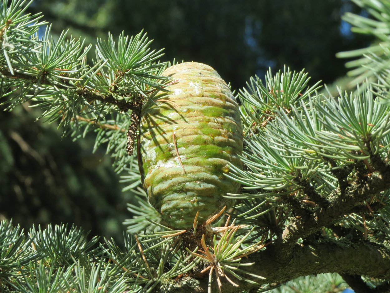 Кедр Гималайский Хвоинка
