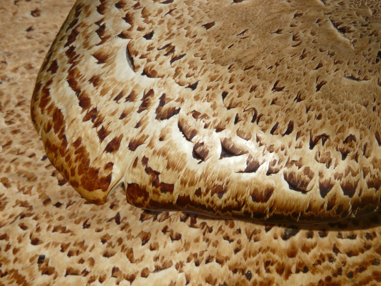 Дунька гриб свинушка