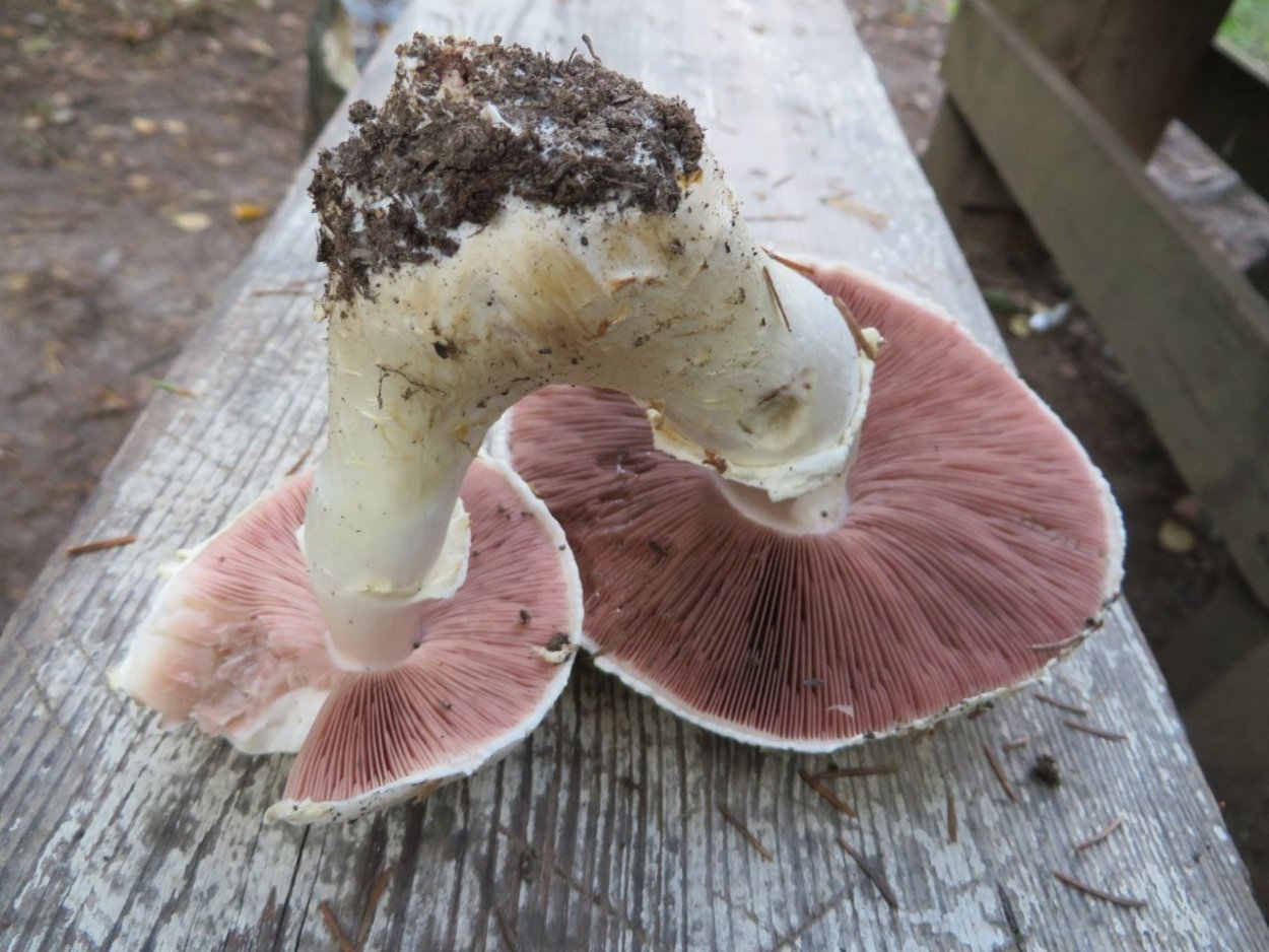 Гриб черные губы на срезе