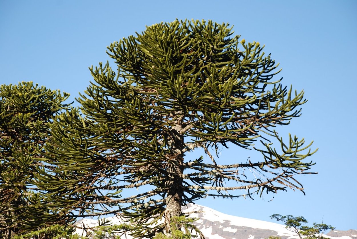 Араукария Чилийская