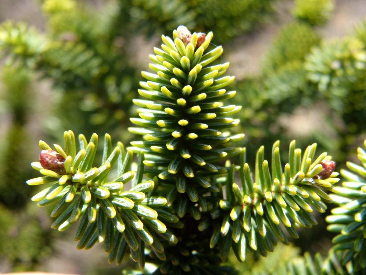 Хвоинки пихты