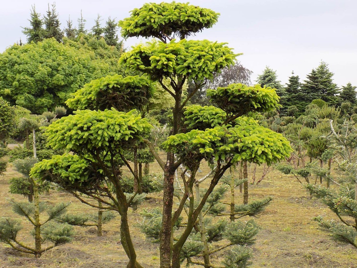 Кипарисовик ниваки