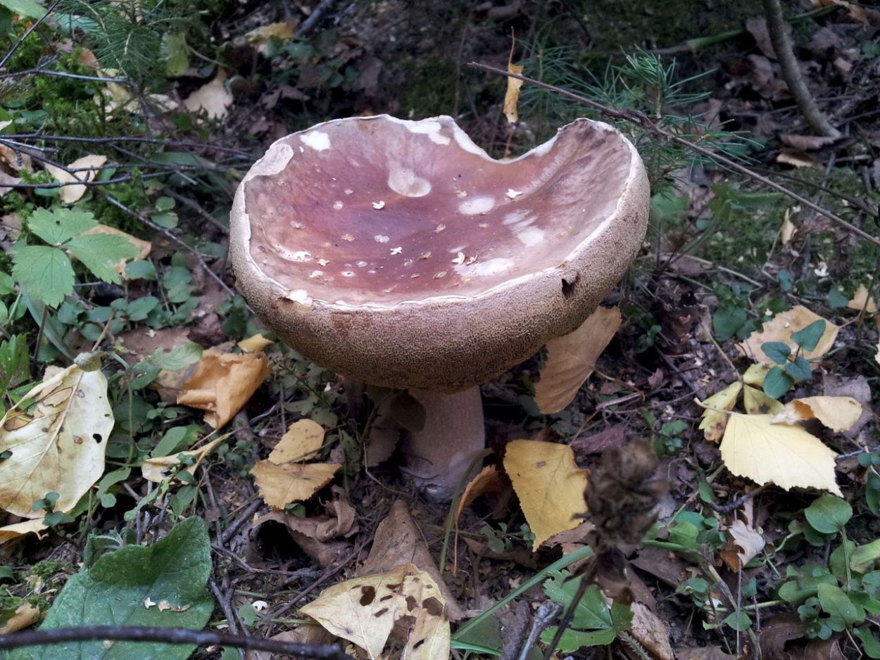 Свинушка Дунька