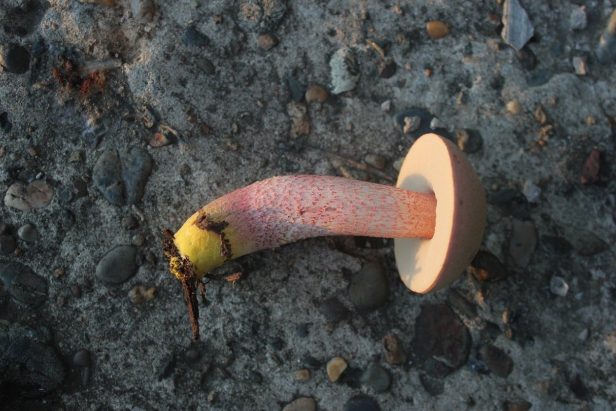 Грибы шампиньон Портобелло съедобные