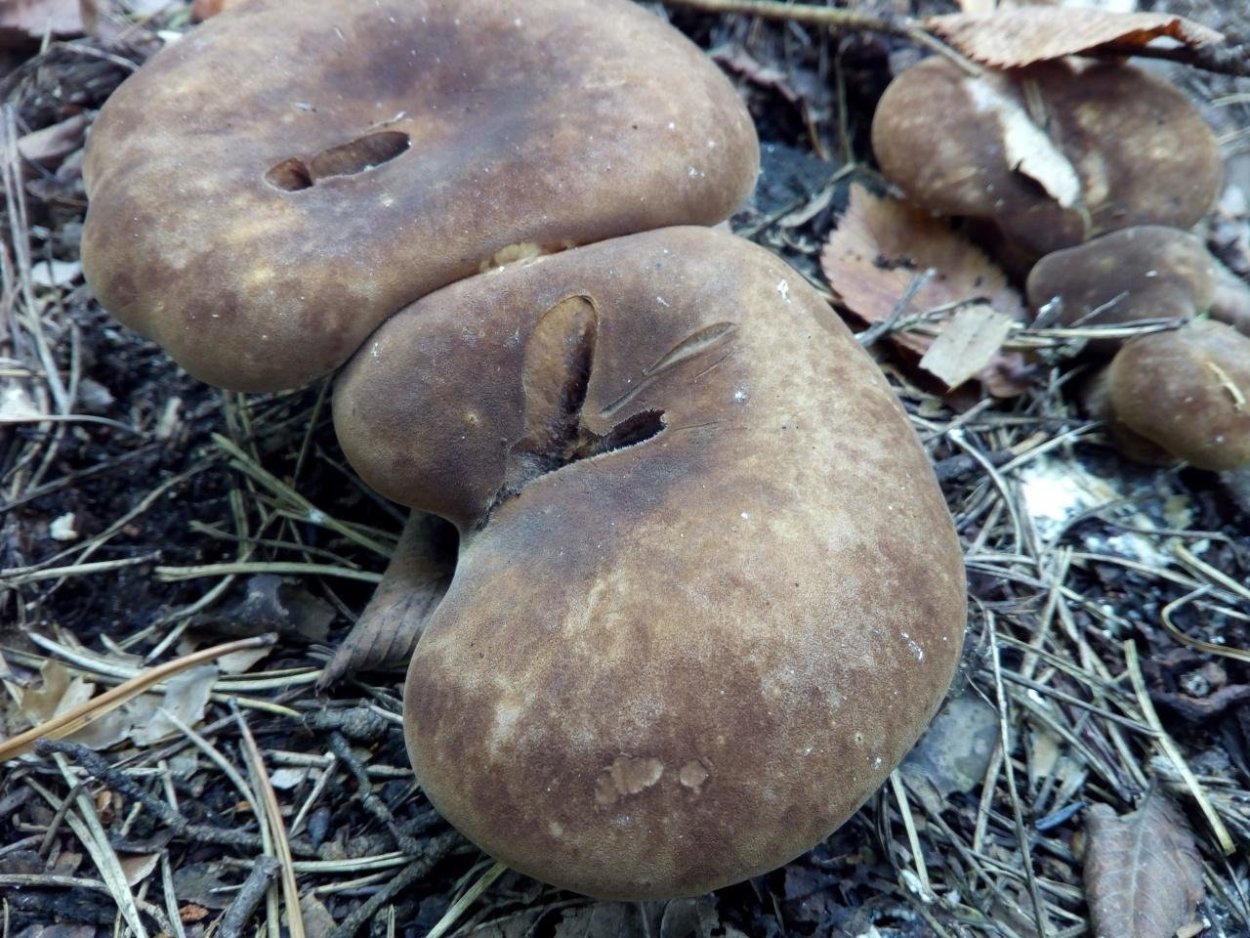 Коровяк гриб съедобный